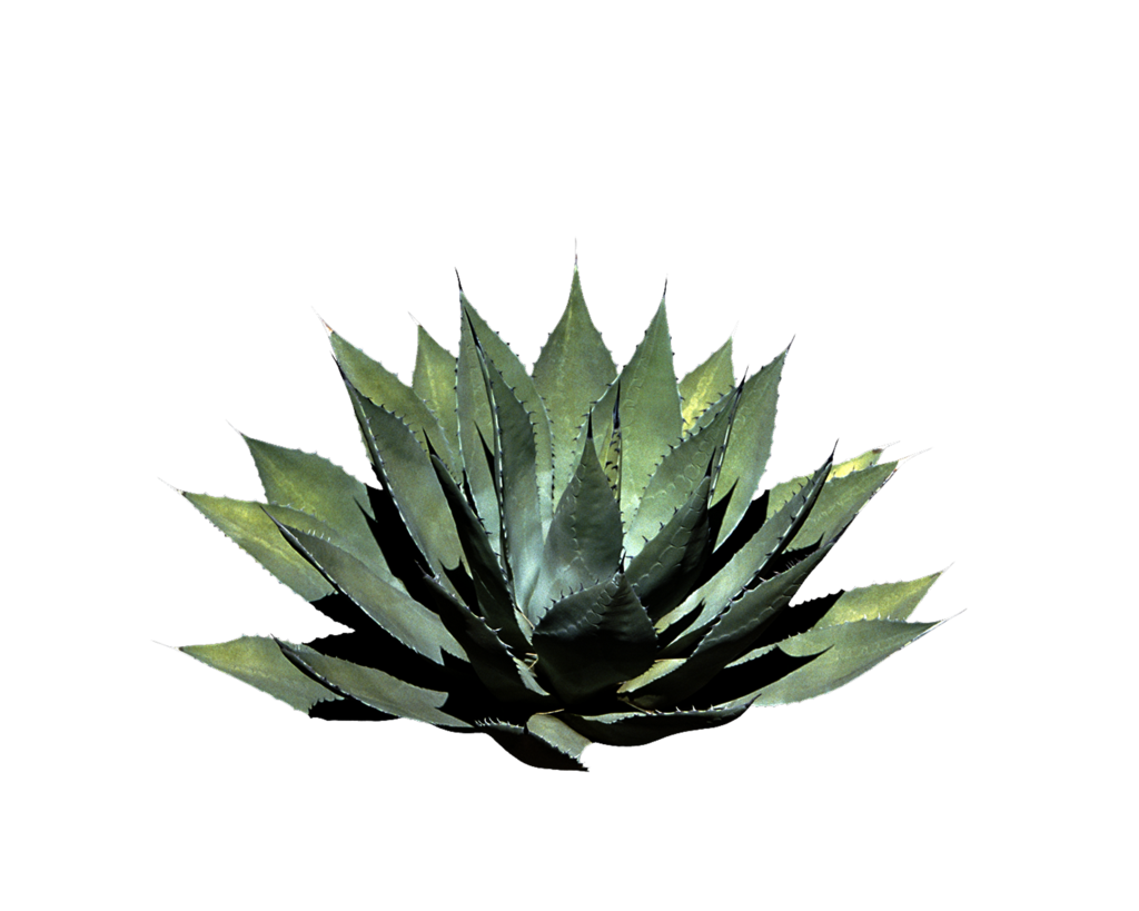 Agave Plant